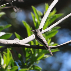 Eastern Woodpeewee